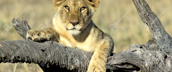 Junger Loewe, jungtier, Masai Mara, Kenia, kenya, lion, cub, Panthera leo, Masai Mara Wildlife Reservation
